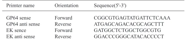 Fig.1. Standards Amplification of gp64 target