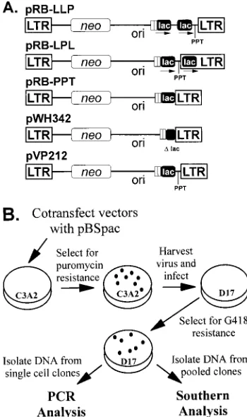 FIG. 1. Structures of SNV-based retroviral vectors and experimental proto-col to determine the relative rates of direct repeat deletions during minus-strand