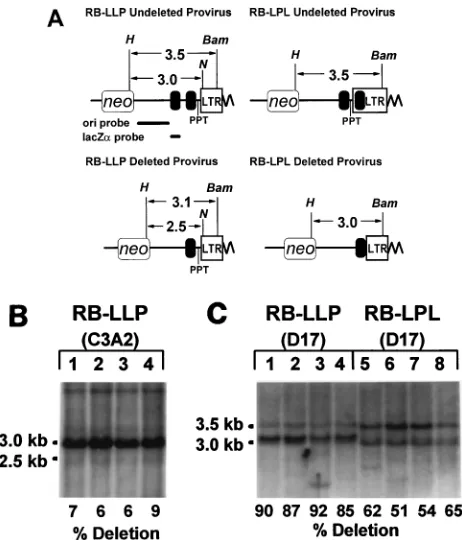 TABLE 3. Effects of PPT and att deletion on viral titers