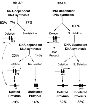 FIG. 5. Illustration of the rationale used to extrapolate frequencies of RTtemplate switching during RNA- and DNA-dependent DNA synthesis