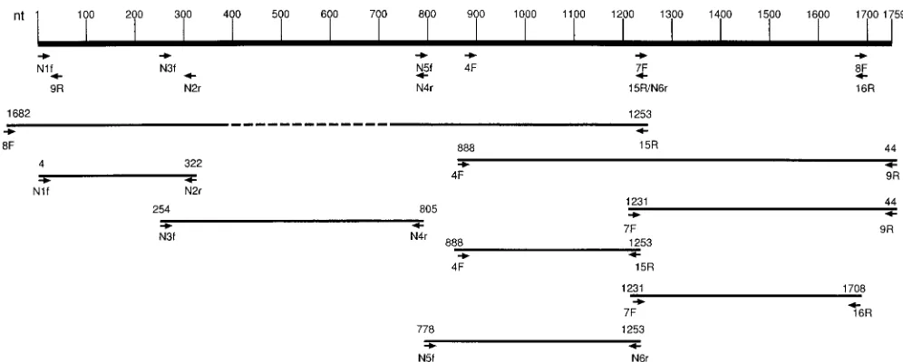 TABLE 1. Comparison of ORFs in pmws PCV and np PCVa