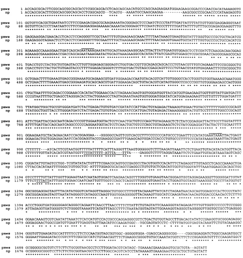 FIG. 2. Nucleotide sequence of pmws PCV (GenBank accession no. AF027217 [this study]) aligned with np PCV (GenBank accession no