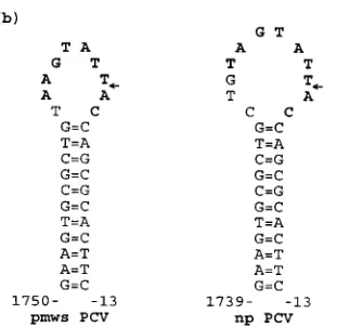 FIG. 4. (a) Alignment of the putative DNA replication sequences in pmwsPCV and np PCV