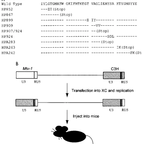 FIG. 2. Sequences and positions of C-terminal Sag mutants expressed froman infectious MMTV provirus