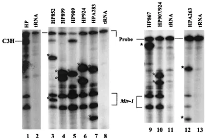 FIG. 5. Deletion of VT cells in ﬁrst- and third-litter progeny of miceBALB/c controls