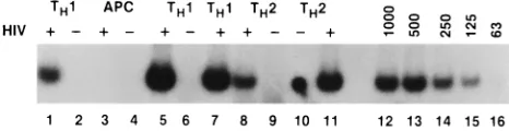 TABLE 5. Replication of HIV-1 in human TH1 and TH2 clones
