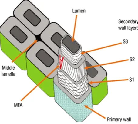 Figure 1.6 Schematic illustration of a typical softwood fiber [41]. 