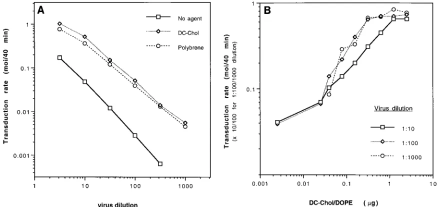 FIG. 2. Dependence of transduction rate enhancement upon virus dilution and DC-Chol/DOPE dose