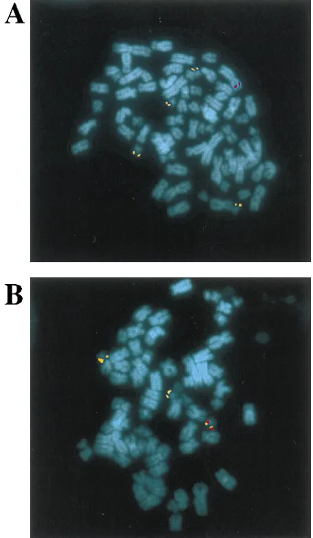 FIG. 7. Southern blot analysis of strain 293 HygrITR/RepA infection. Conditions of infection and DNA analysis were as de-scribed in Fig