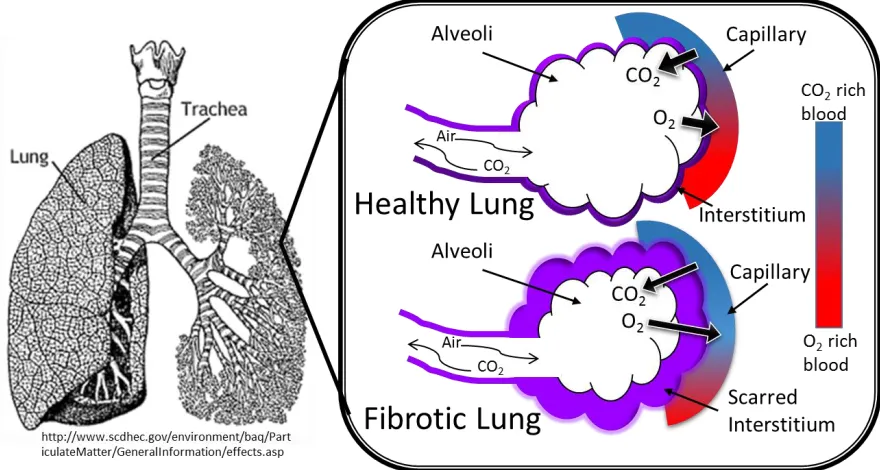 Figure 1.4. The secretion of extracellular matrix proteins by fibroblast cells is a necessary part of wound healing