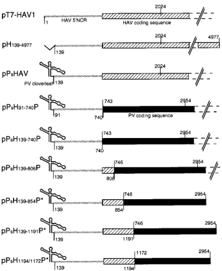 FIG. 1. Schematic representation of the chimeric HAV/PV constructs usedto examine the efﬁciency of HAV IRES-driven translation
