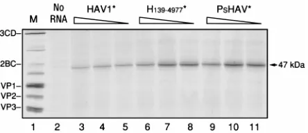 FIG. 2. Western immunoblot analysis of HAV and PV proteins expressed inHeLa cells. Proteins generated from plasmids pPsHAV (A, lanes 1 to 3), pT7-