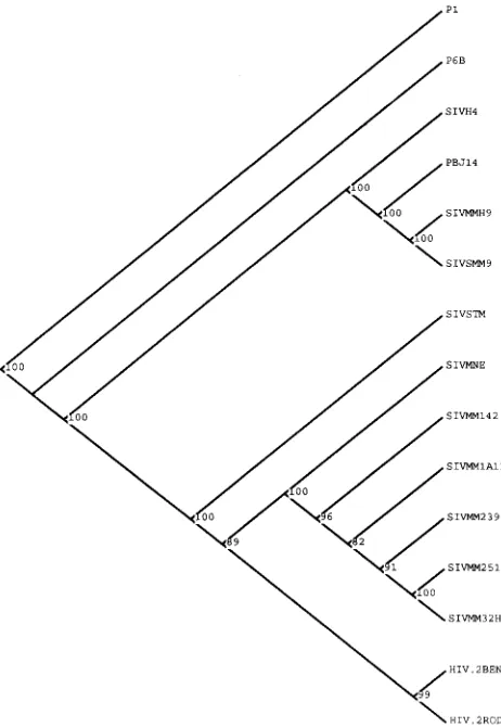FIG. 1. Phylogeny of the African SIV and HIV-2 strains commonly usedin experimental infections
