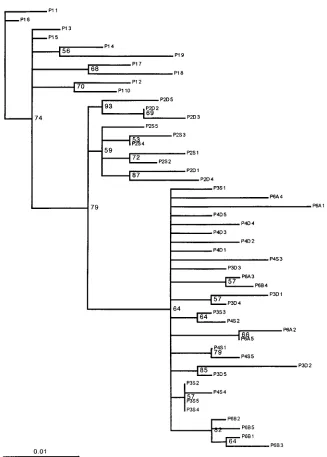 FIG. 6. SIVsmB670 passage complete clone phylogenetic inference for the passage alignment