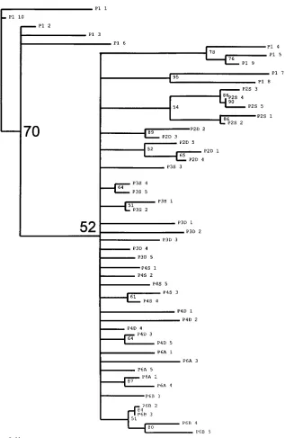 FIG. 8. Phylogenetic inference for the variable regions of the SIVsmB670 passage alignment