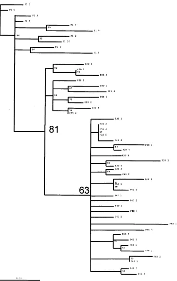 FIG. 9. Phylogenetic inference for the constant regions of the SIVsmB670 passage alignment