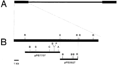 FIG. 1. Map of the CCV genome showing the positions of viral DNA frag-ments contained in pPS7707 and pPS3927