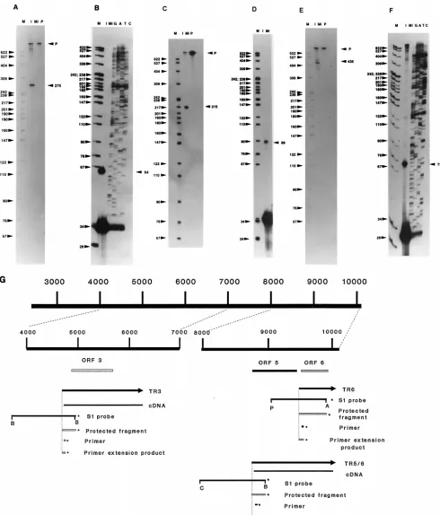 FIG. 3. Determination of the 5�8000 to 10119 along with the relationship of that region to the features diagrammed beneath (diagrammed beneath (P,3, ORF 5, ORF 6, and the probes and primers used to map the 5to 9921); (F) primer extension analysis of the 5(