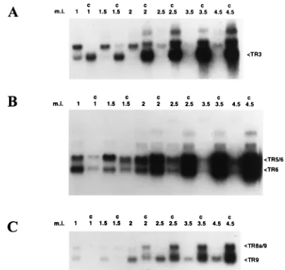 FIG. 4. Infection time course of TR3scripts, determined by Northern blot analysis of RNA samples isolated at varioustimes p.i