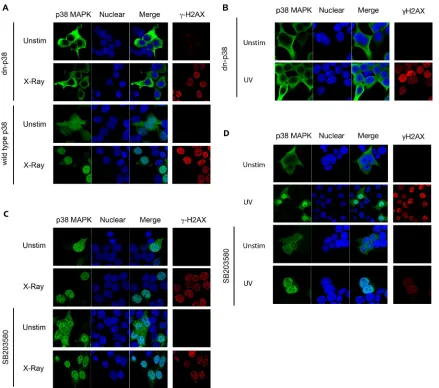 Figure 2. p38 MAPK Phosphorylation is Required for its Nuclear Translocation. (A) 293T cells were transiently performed as described in (A)