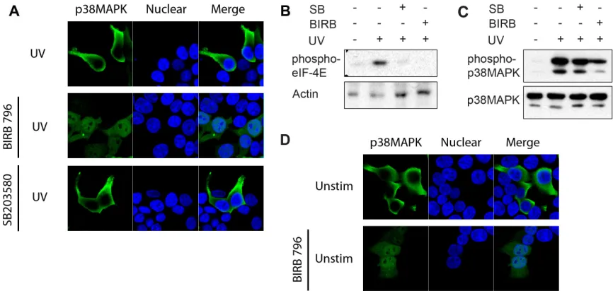 Figure 3. p38 MAPK Phosphorylation Induces a Conformational Change that is Required for Nuclear Translocation