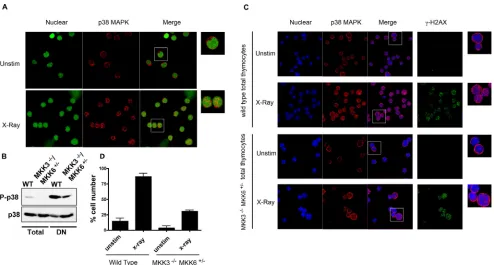Figure 4. Nuclear Translocation of Endogenous p38 MAPK in Thymocytes in Response to DNA Damage