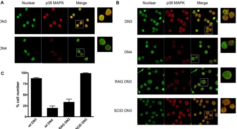 Figure 5. V(D)J-mediated DSBs Induce p38 MAPK Translocation in DN3 Thymocytes. (thymocytes purified from wild type mice and DN3 thymocytes from SCID, and RAG1thymocytes purified from wild type mice, were stained with for p38 MAPK (red) and YoYo (green)