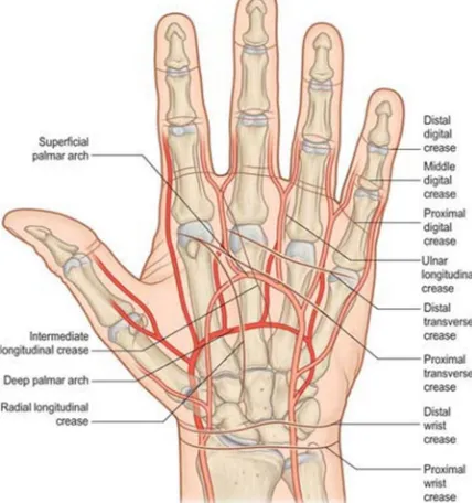 Fig. 1:  Structure of vein in human palm and finger 
