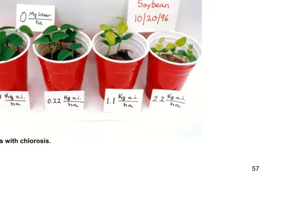 Figure 2.17.  Soybean plants with chlorosis. 