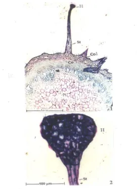 Fig: 9 Glandular trichome of the Stem 