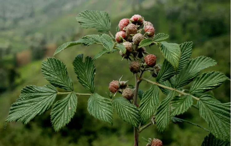 Fig. 1.1 Flower of Rubus Racemosus 