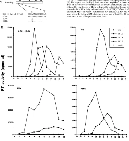FIG. 1. Mutagenesis and replication kinetics of MA amino acid 20 mutants.(A) The sequence of the highly basic domain of wt pNL4-3 is shown at the top.
