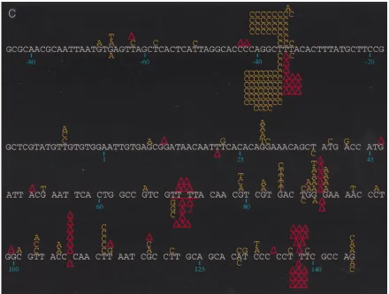 FIG. 1. (a) Spectrum of mutations induced by wild-type HIV-1 RT and its E89G variant. Comparison of mutations generated in the lacZHIV-1by E89G HIV-1 RT are shown below the template sequence