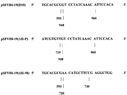 FIG. 2. The junction sequences of pSFVDI-19(D10), pSFVDI-19(�and pSFVDI-19(19. pSFVDI-19(D10) was formed by deletion of 354 nucleotides (594 to 947),pSFVDI-19(pSFVDI-19(H-P),�H-M)