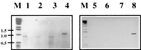 TABLE 1. Summary of RT-PCR detection of DI-19, DI-19(�H-M), DI-19(�H-P), and DI-19(D10) RNAs in the cytoplasm and TCF of SFV-infected BHK-21 cellsa