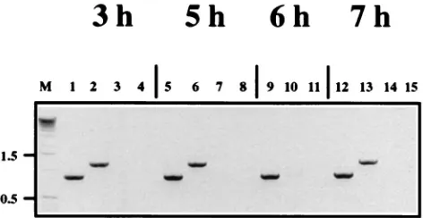 FIG. 6. Detection of negative-sense DI RNA synthesis in SFV-infectedBHK-21 cells by RT-PCR