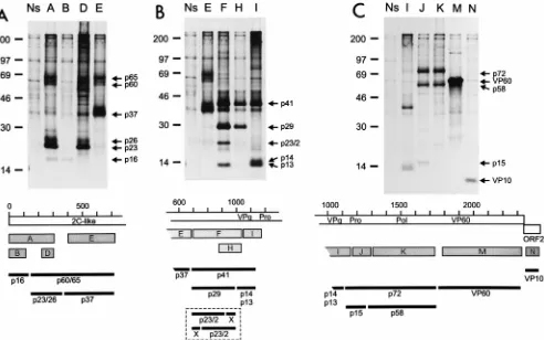 FIG. 2. Immunoprecipitation of proteins from RHDV-infected hepatocytes with a set of antisera raised against bacterial fusion proteins containing deﬁned regionsof the polypeptides encoded by the RHDV genome (24)