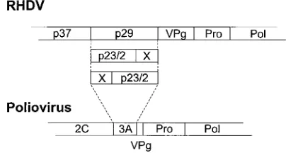 FIG. 3. Schematic representation of the RHDV-encoded proteins. The upper bars indicate the hypothetical primary translation products of ORF1 and ORF2; thescale represents amino acid numbers