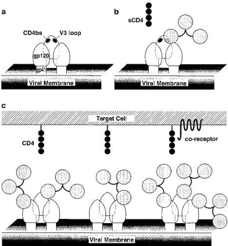 FIG. 4. Model for proposed interactions between the virion envelope glyco-proteins and neutralizing IgG and CD4