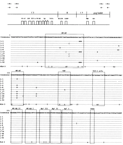 FIG. 3. Alignment of 11 HIV-1 5�sequences and the alignment of the NL4-3 sequences with respect to the consensus