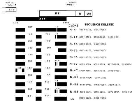 FIG. 4. Locations of the deletions present within the nefthe NL4-3 HIV-1 clone (1) for the same region is shown at the top