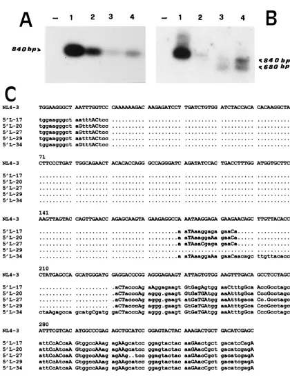 FIG. 5. Identiﬁcation of proviruses with partially deleted 5�products of DNA extracted from 10the 51 and 2, positive controls (1 pg [lane 1] and 1 fg [lane 2] of pNL4-3 DNA mixed with DNA extracted from 10Hybridization with L2-F (A) and L3-R (B)LTR termini
