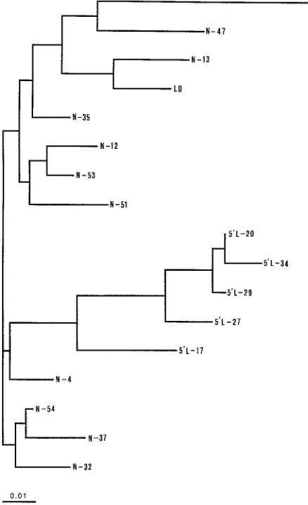 FIG. 6. Phylogenetic analysis of HIV-1 nefshowing the relationship between the sequences derived from different sets ofexperiments