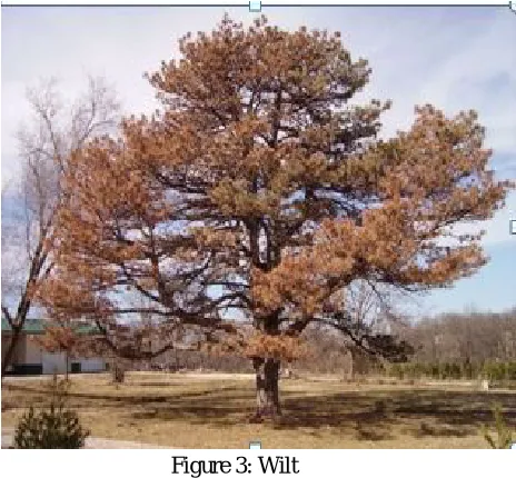 Figure 3: Wilt 