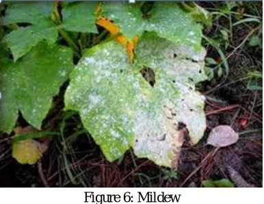 Figure 6: Mildew 