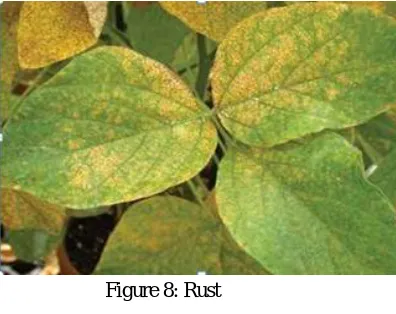Figure 10: Types of viral disease   