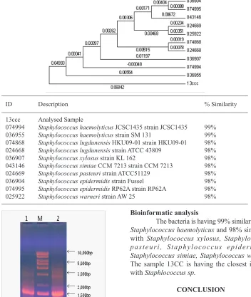 Fig. 4. PCR amplification of 16srRNA gene