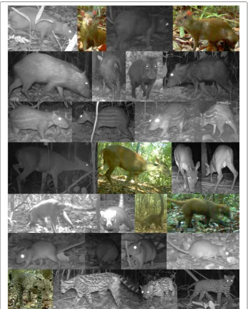 Figure 4 The cropped sample images. Each row contains a species. From top to bottom, they are the agouti, collared peccary, paca, red brocketdeer, white-nosed coati, spiny rat, and ocelot