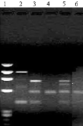 Fig. 3. RAPD profile of FRI-14 genotypes along with 2- FRI-14: 4, Lane: 3- FRI-14: 5, Lane: 4- FRI-14: 12, their parental combinations as amplified with M-122 primer