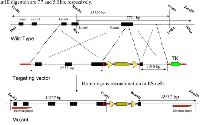 Figure 1 Schematic diagram of the wild type band expected from EcoRI digestion is 13.9 kb, mutant band is 10.8 kb